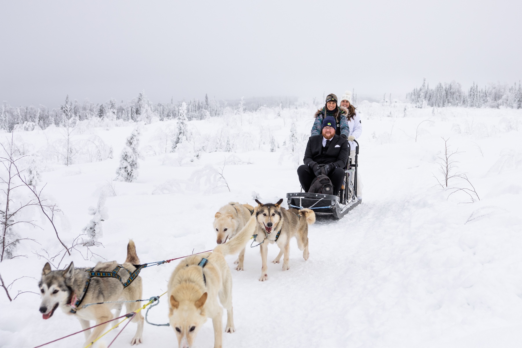 Couple gets pulled on a dogsled with musher, the dogs are very excited for this elopement idea!