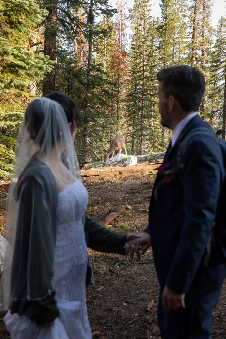 A bride and groom stand close together holding hands while looking behind them at a deer eating close by.