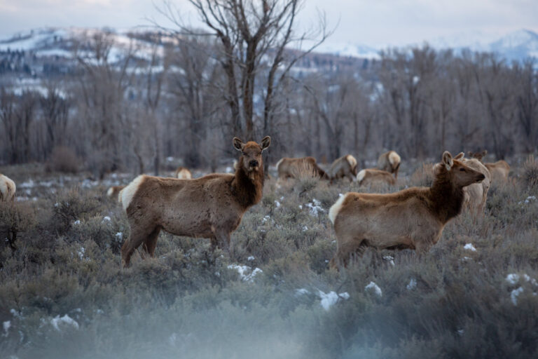 A group of elk stand together in a field in Grand Teton National Park while one looks directly at the camera.
