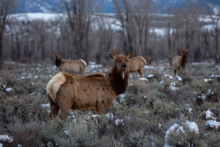 An elk stands in a meadow staring at the camera while three other elk are in the background.